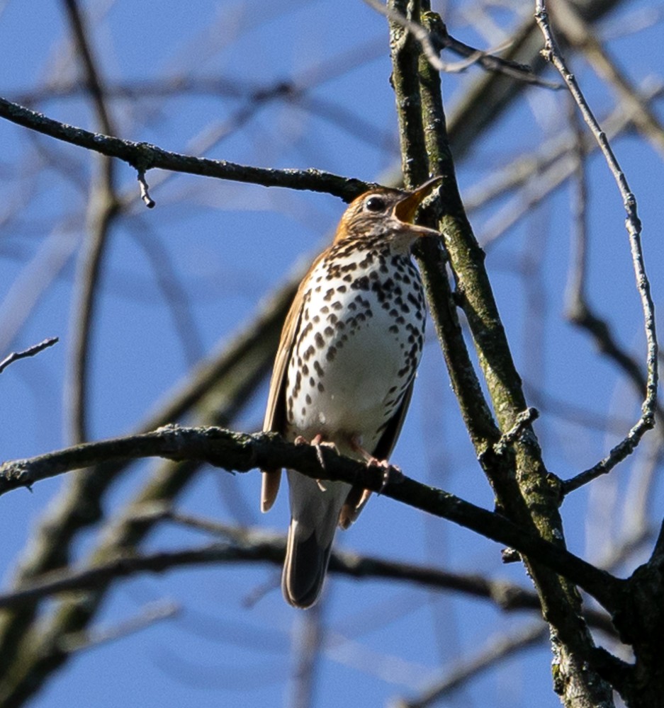 flekkskogtrost - ML630135125