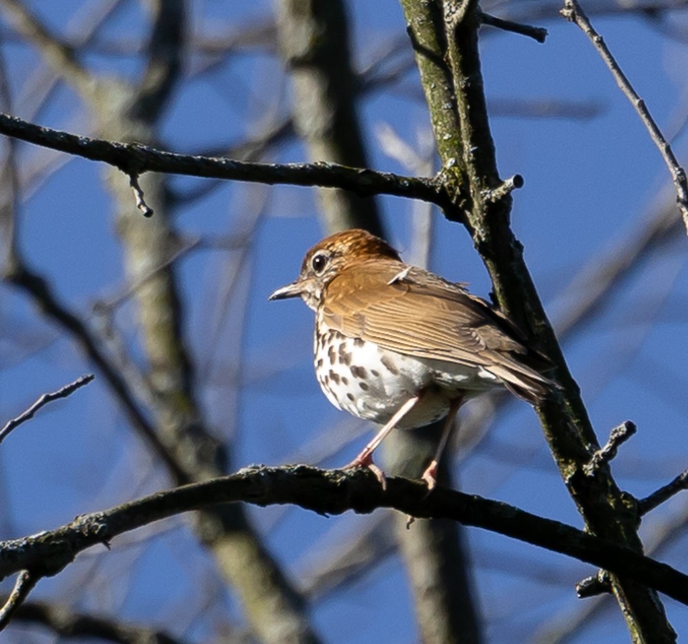 flekkskogtrost - ML630135126