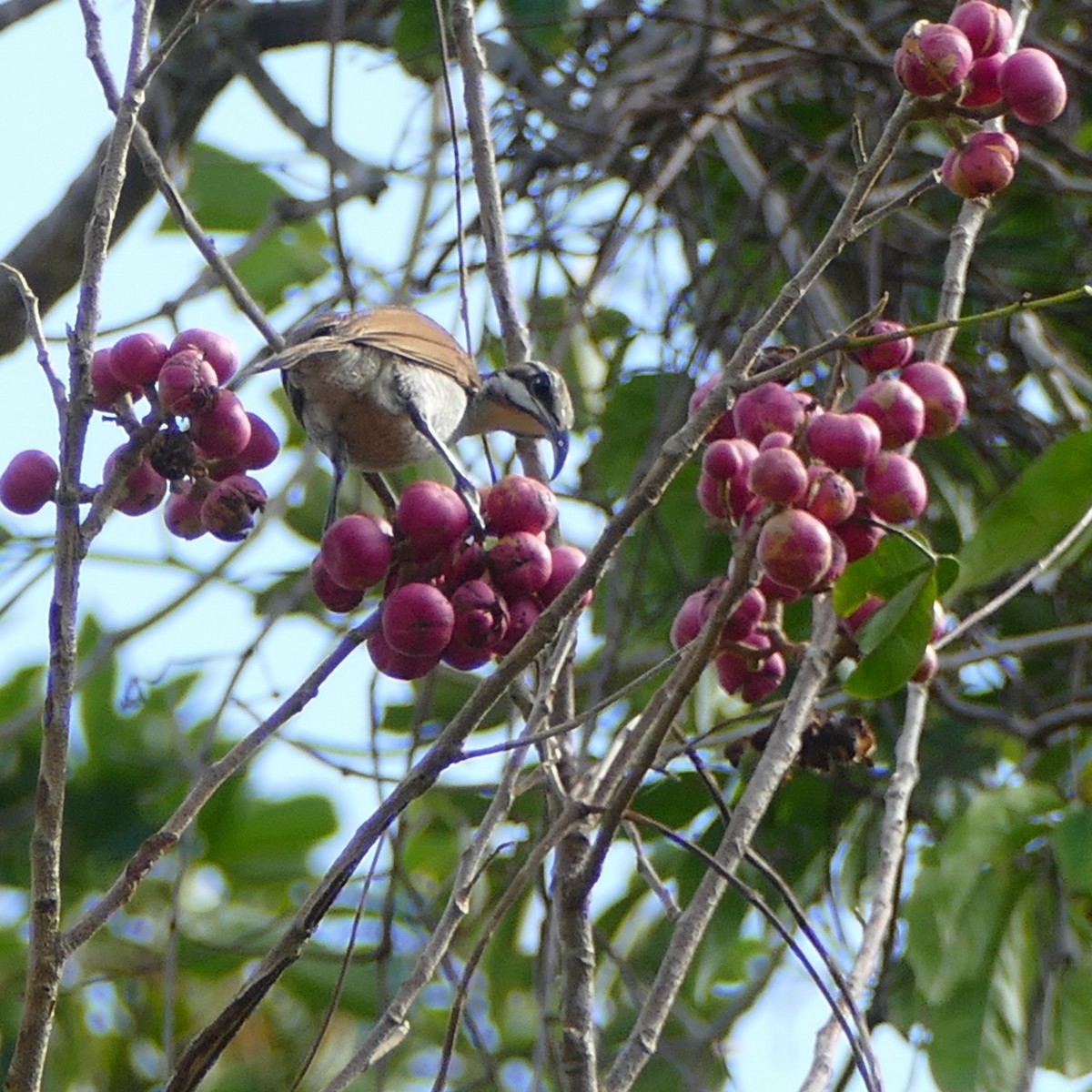Magnificent Riflebird - ML630135227