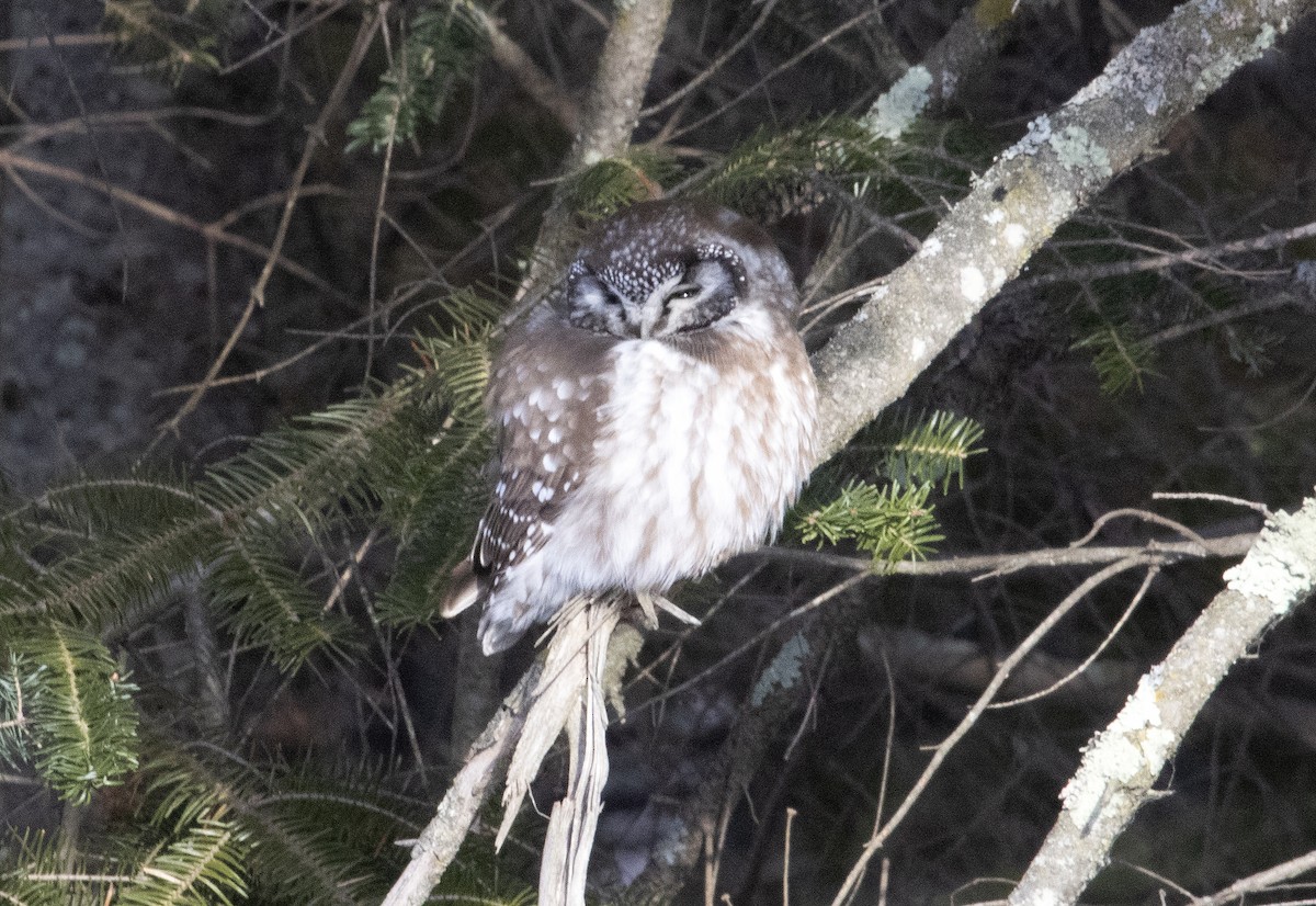 Boreal Owl - ML630135269