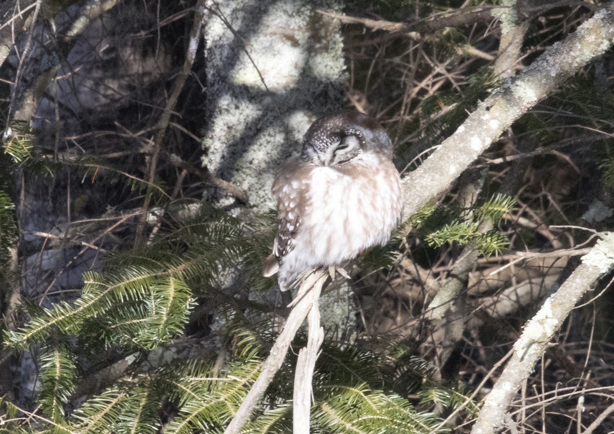 Boreal Owl - ML630135270