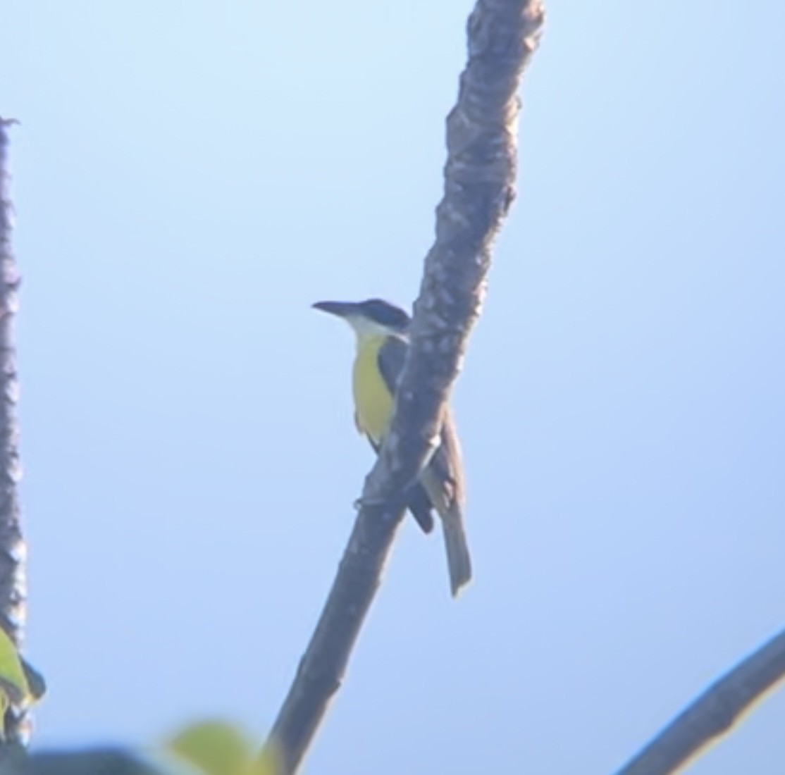 Boat-billed Flycatcher - ML630135299