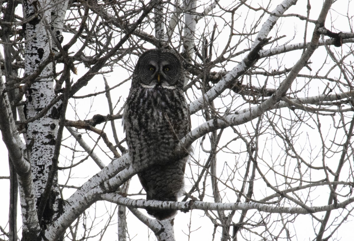 Great Gray Owl - ML630135302