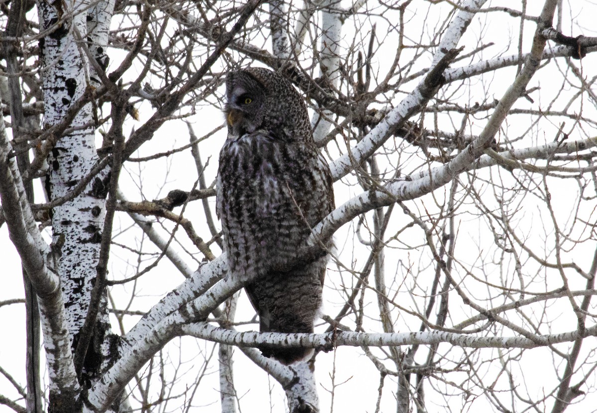 Great Gray Owl - ML630135303
