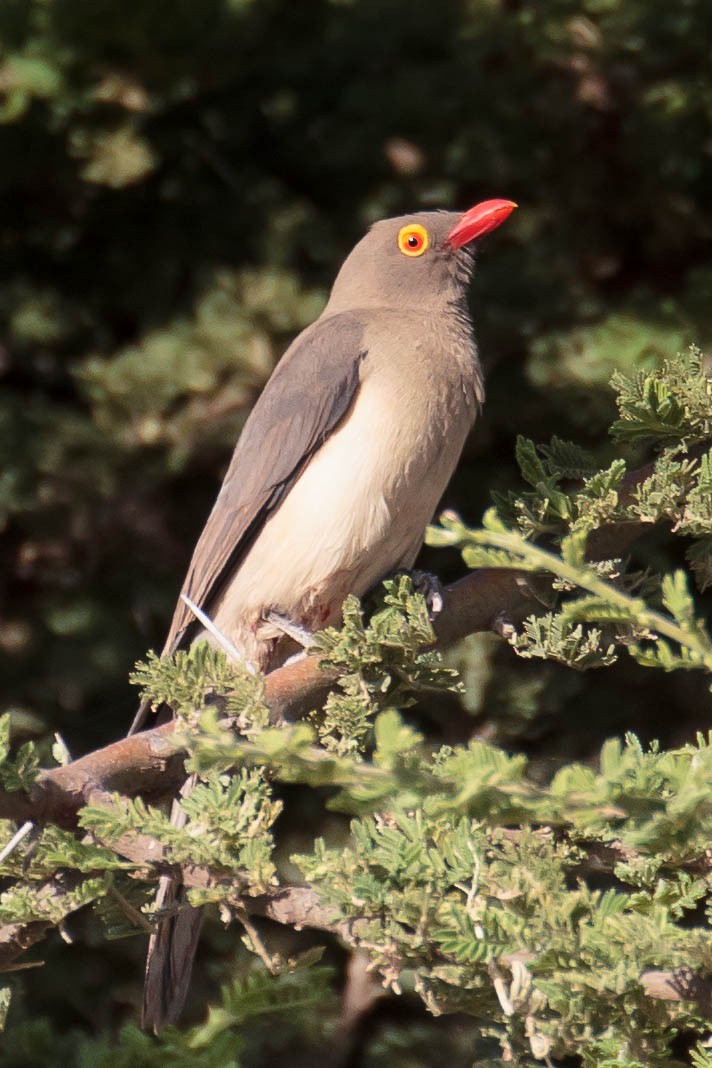 Red-billed Oxpecker - ML630135567