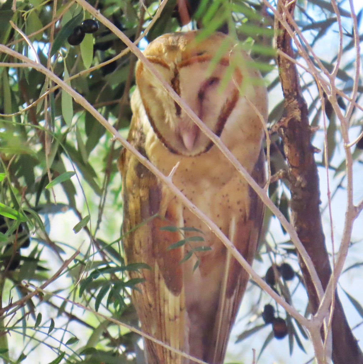 American Barn Owl - ML630135664