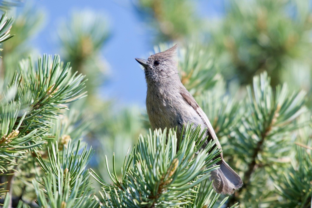 Juniper Titmouse - ML630135904