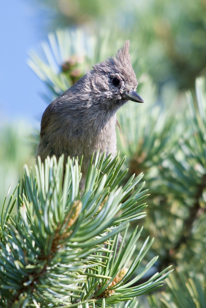 Juniper Titmouse - ML630135911