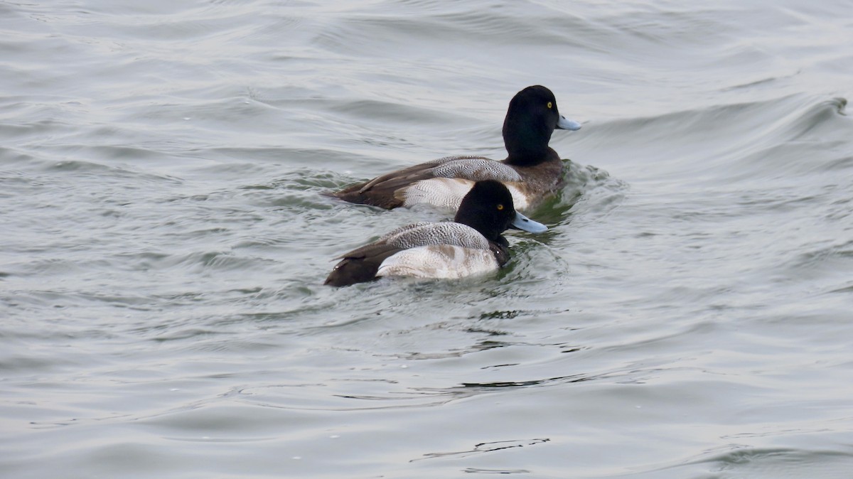 Lesser Scaup - ML630135942