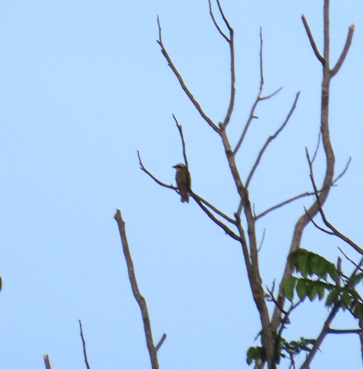 Boat-billed Flycatcher - ML630135976