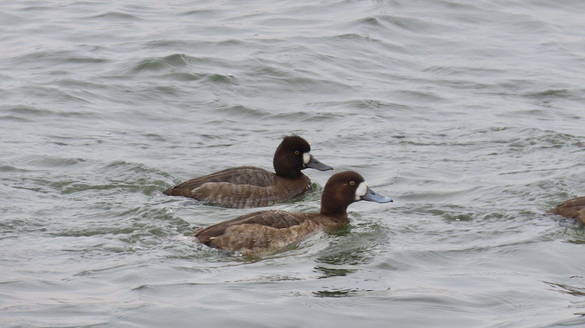 Lesser Scaup - ML630136012