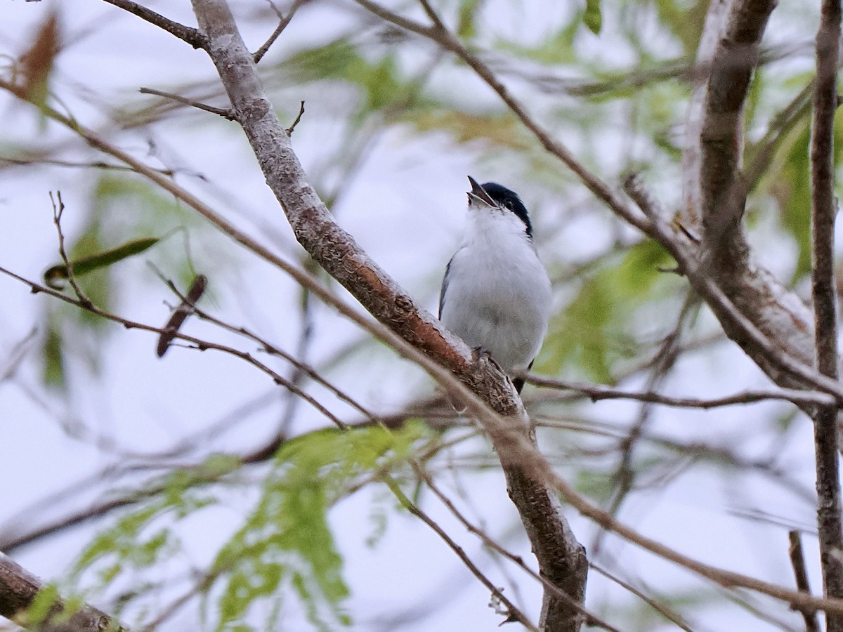 Tropical Gnatcatcher (plumbiceps/anteocularis) - ML630136023