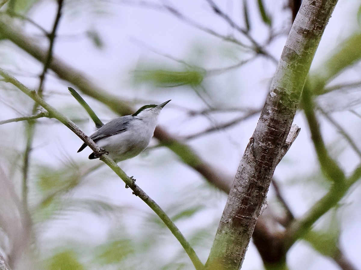 Tropical Gnatcatcher (plumbiceps/anteocularis) - ML630136024
