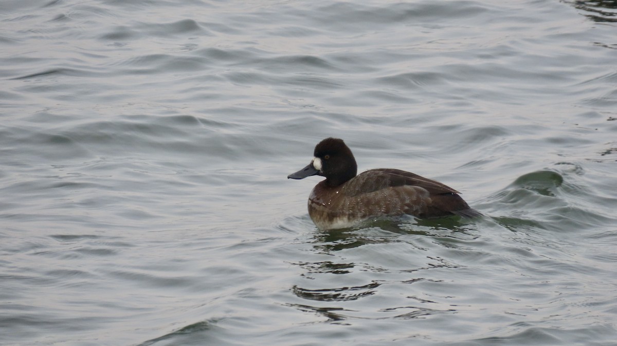 Lesser Scaup - ML630136040