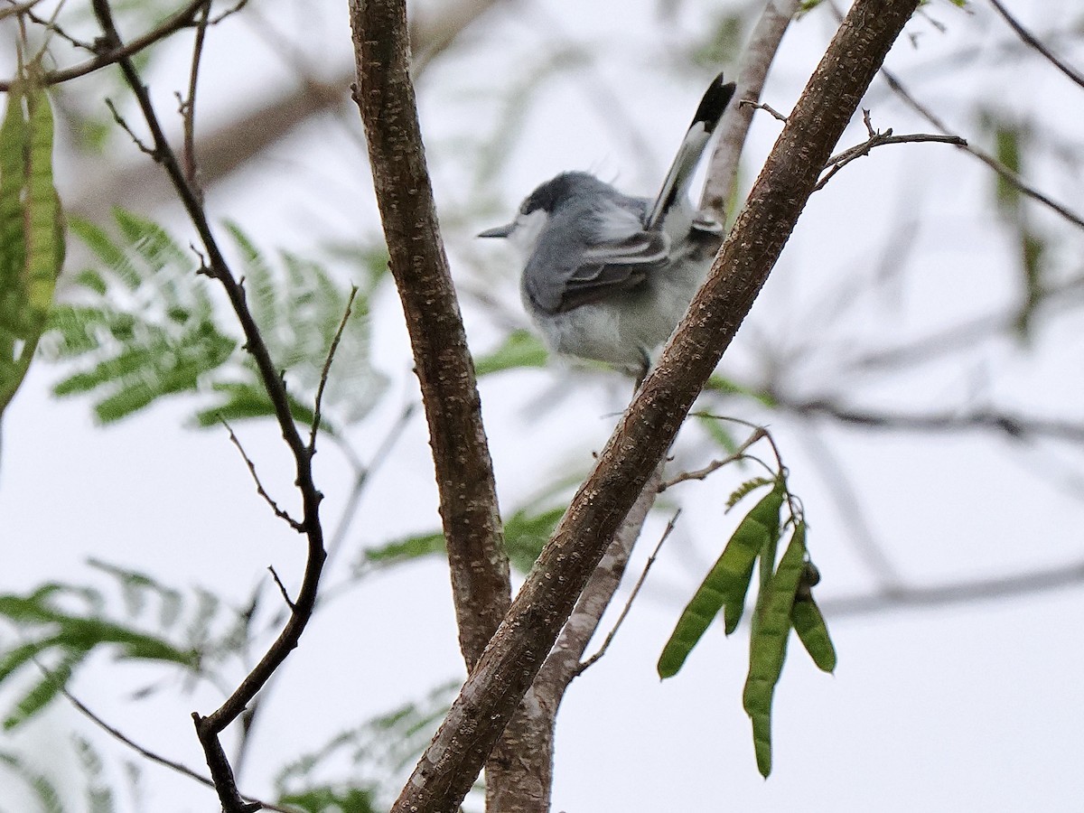 Tropical Gnatcatcher (plumbiceps/anteocularis) - ML630136122