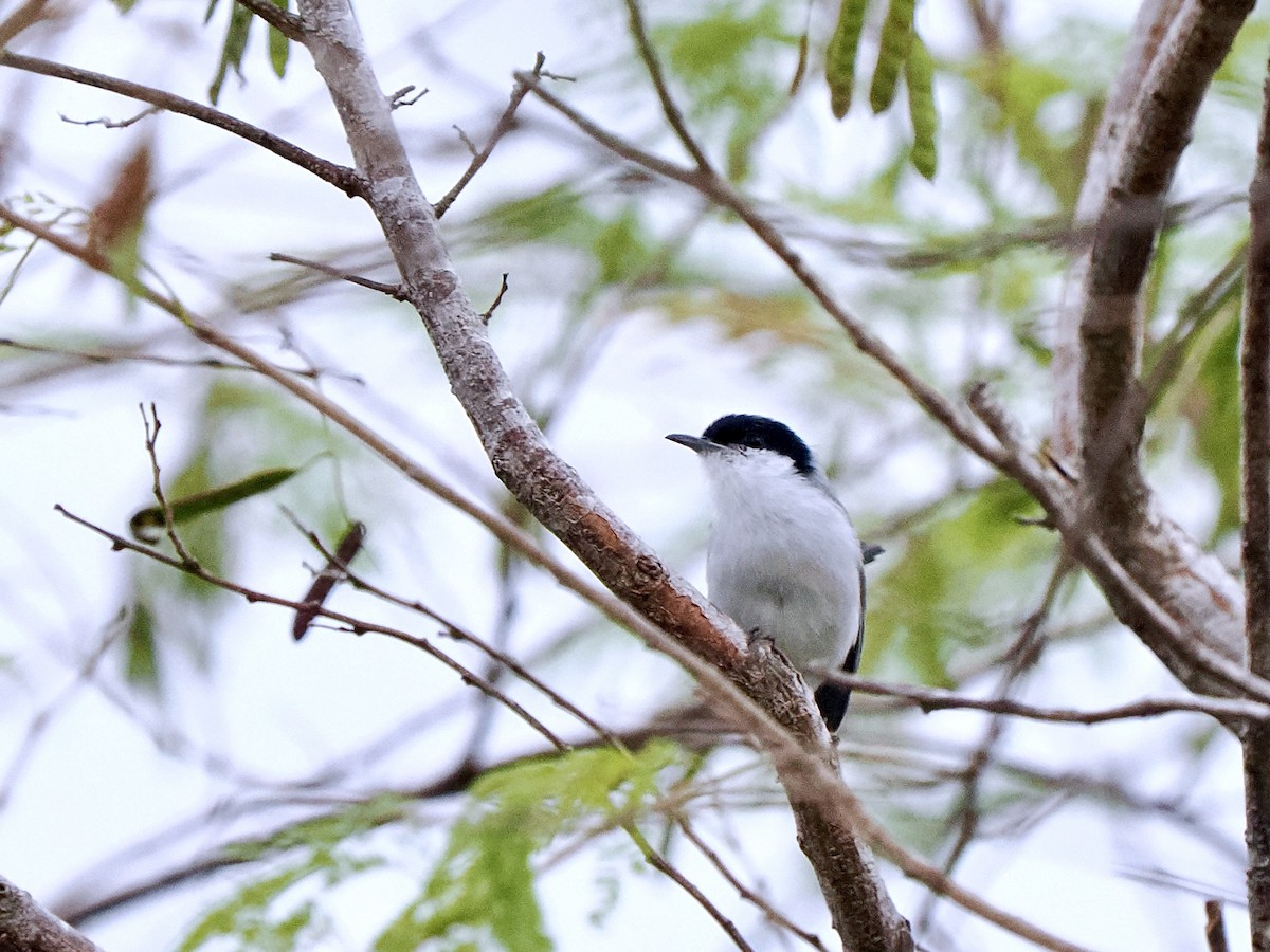 Tropical Gnatcatcher (plumbiceps/anteocularis) - ML630136123