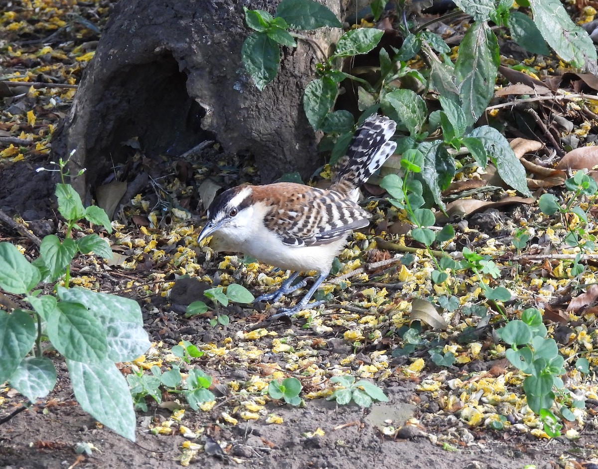 Rufous-backed Wren - ML630136219