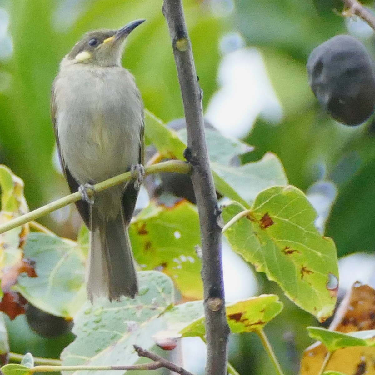Graceful Honeyeater - ML630136223