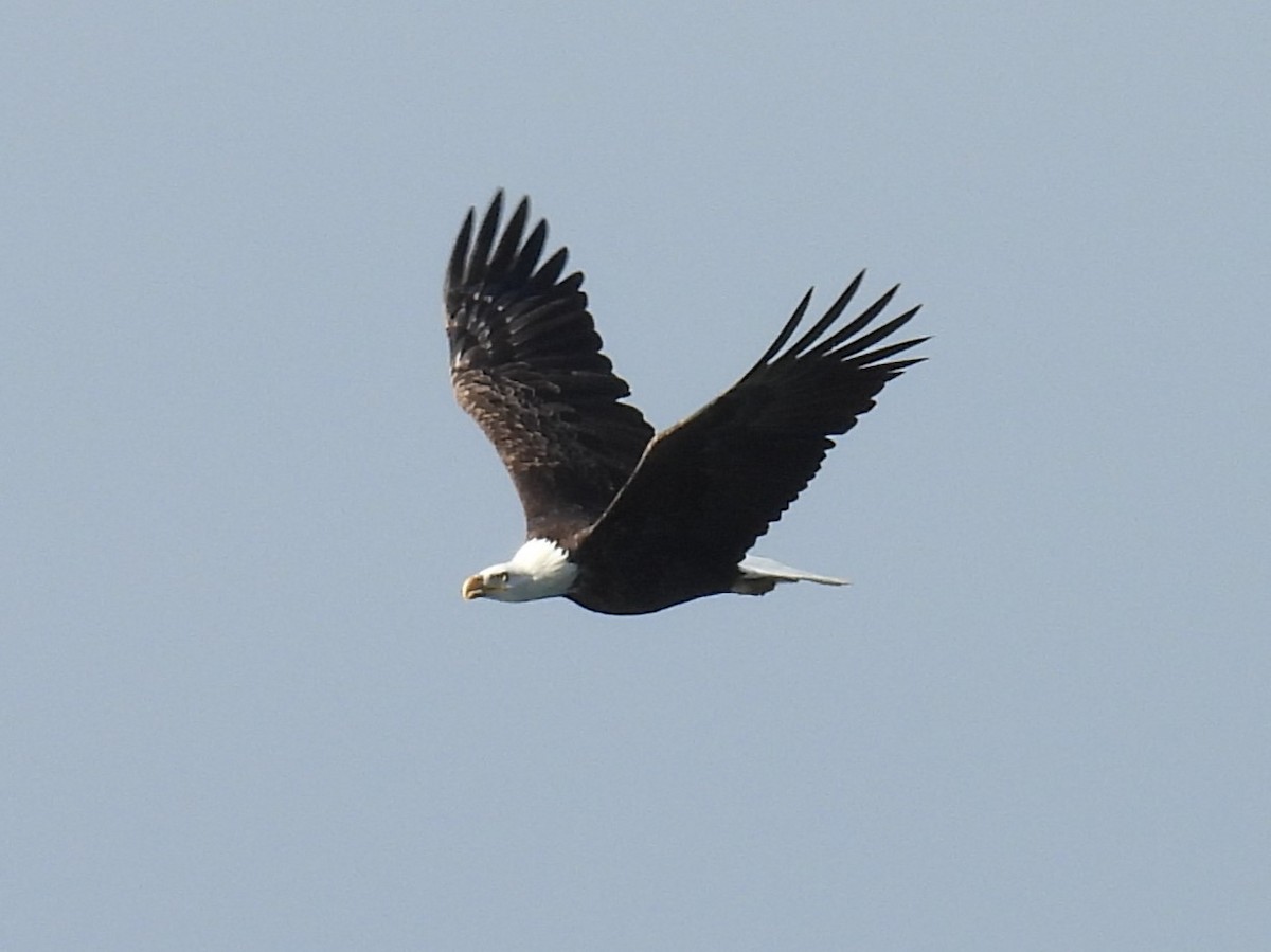 Bald Eagle - ML630136416