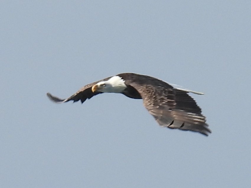 Bald Eagle - ML630136417