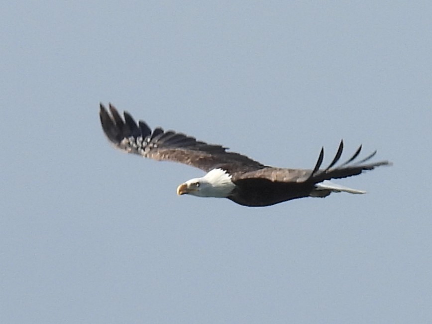 Bald Eagle - ML630136422