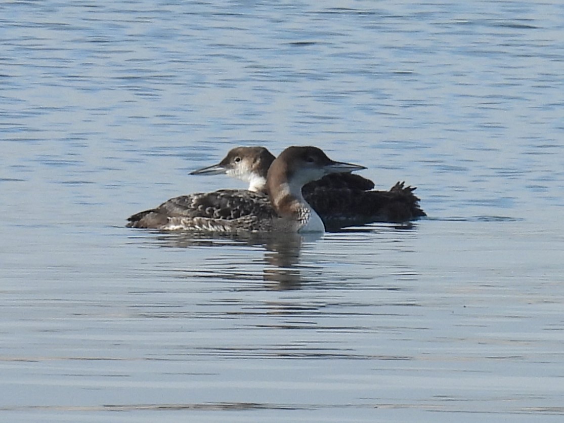 Common Loon - ML630136475
