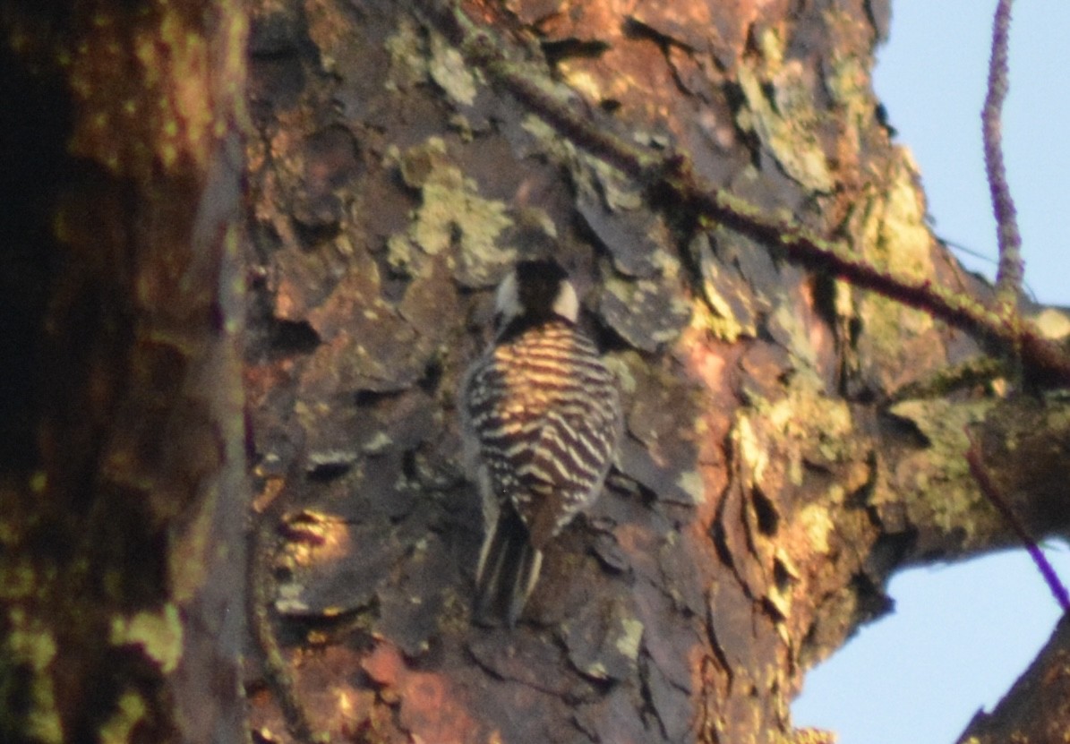 Red-cockaded Woodpecker - ML630136502