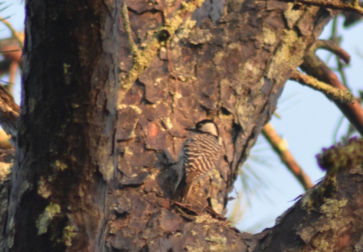 Red-cockaded Woodpecker - ML630136503