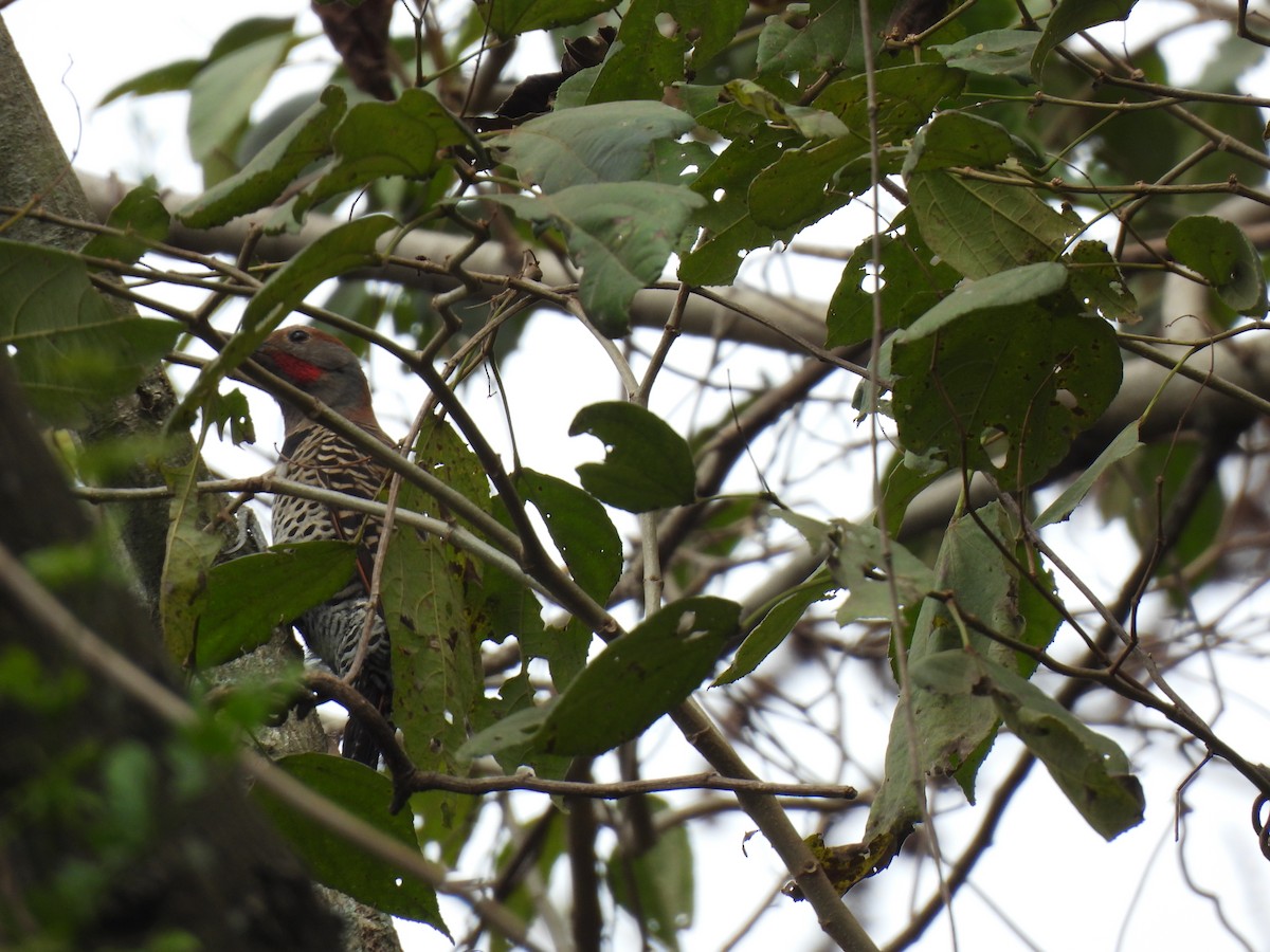 Guatemalan Flicker - ML630136603