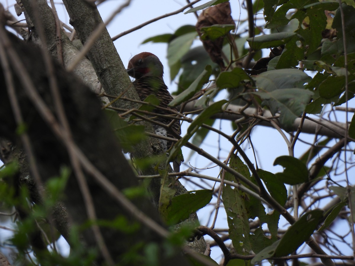 Guatemalan Flicker - ML630136604