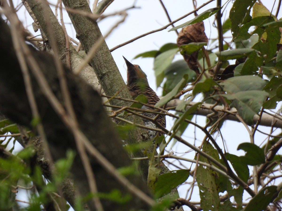 Guatemalan Flicker - ML630136605