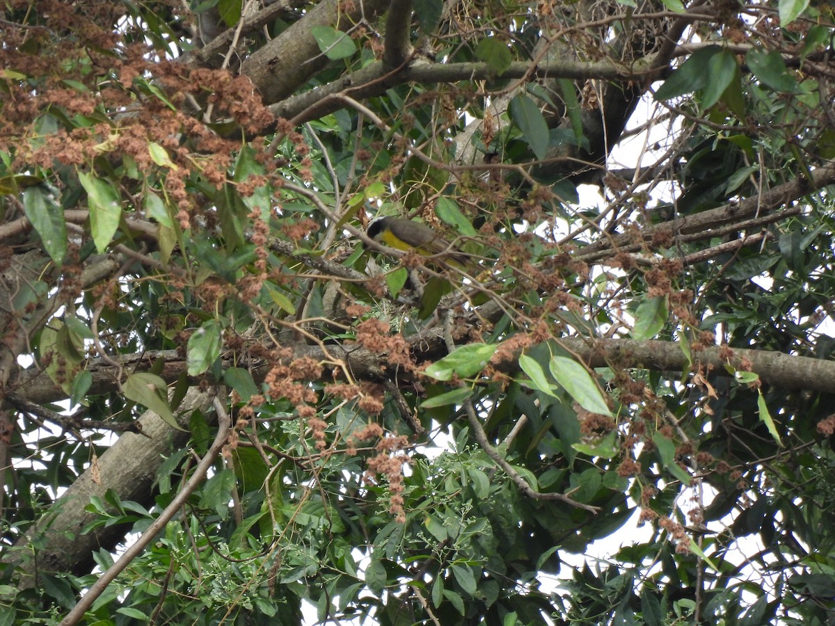 Boat-billed Flycatcher - ML630136658