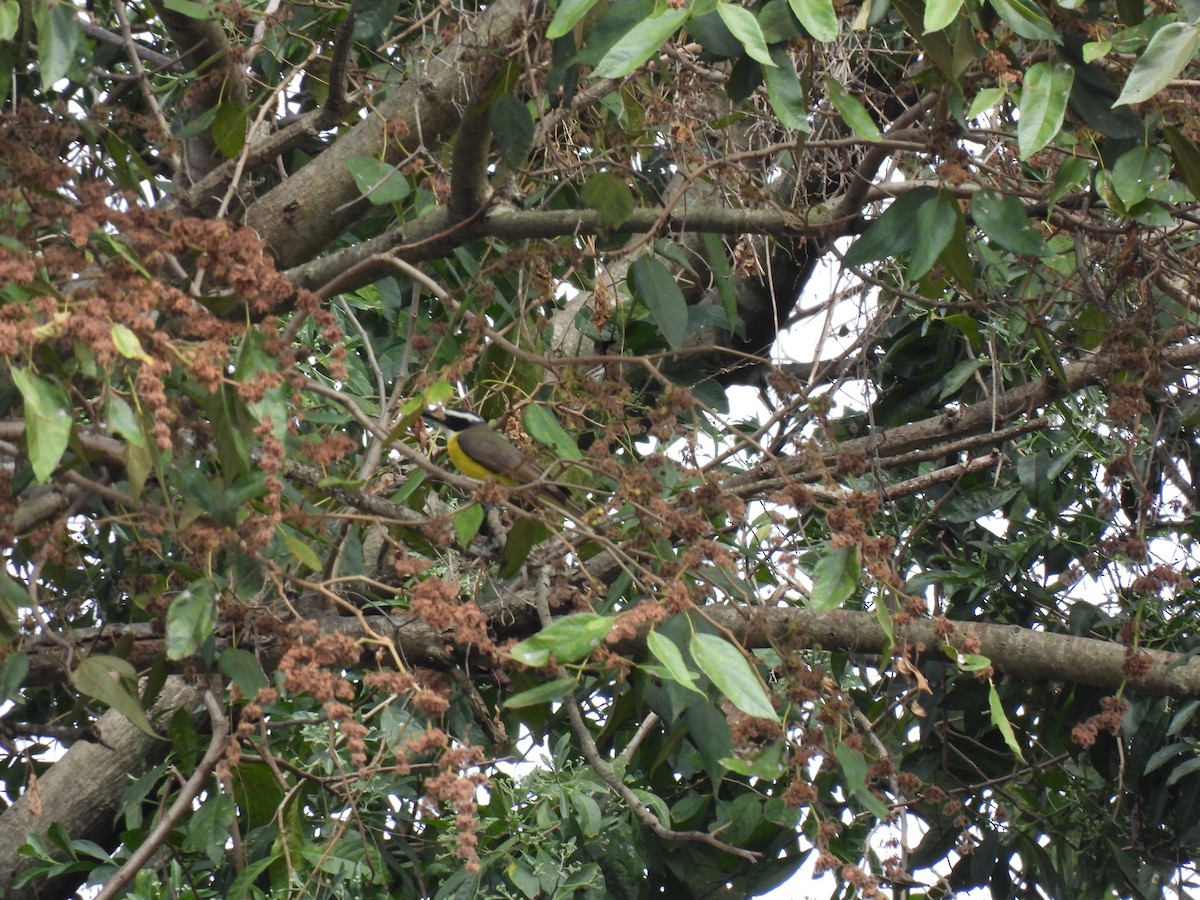 Boat-billed Flycatcher - ML630136659