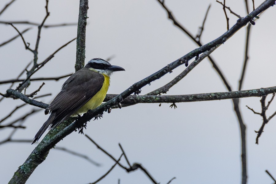 Boat-billed Flycatcher - ML630136762