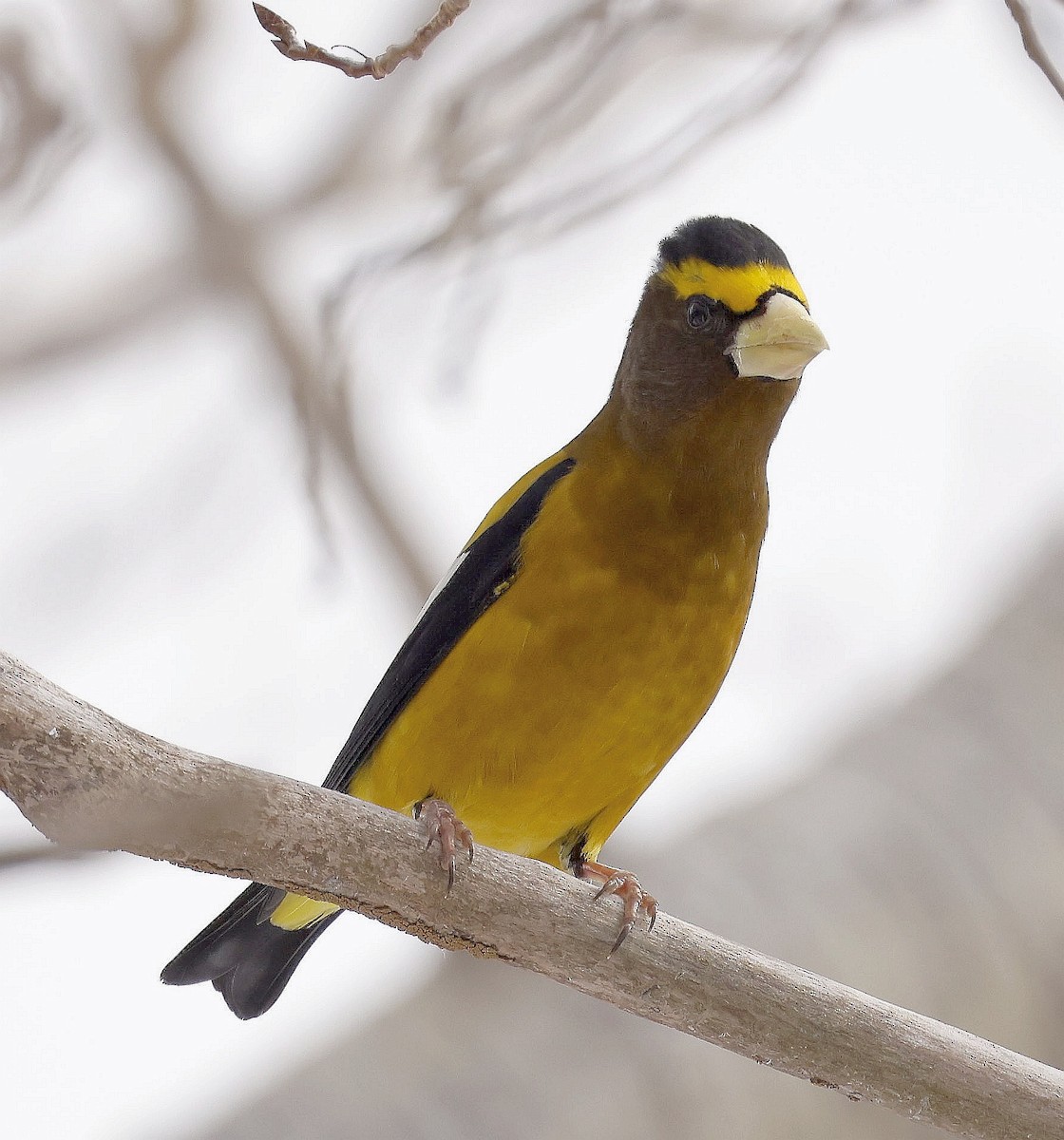 Evening Grosbeak - ML630136800