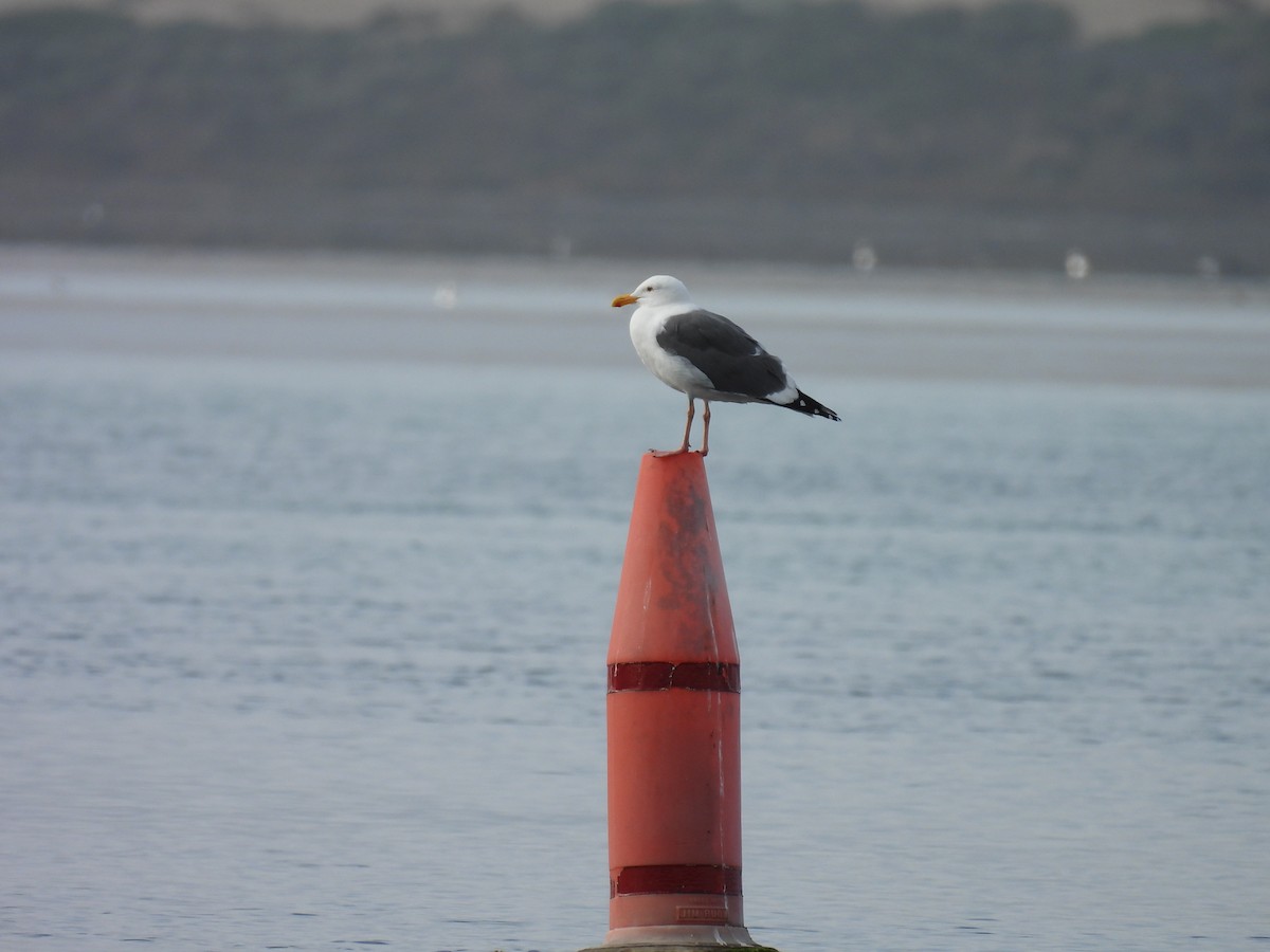 Western Gull - ML630136818