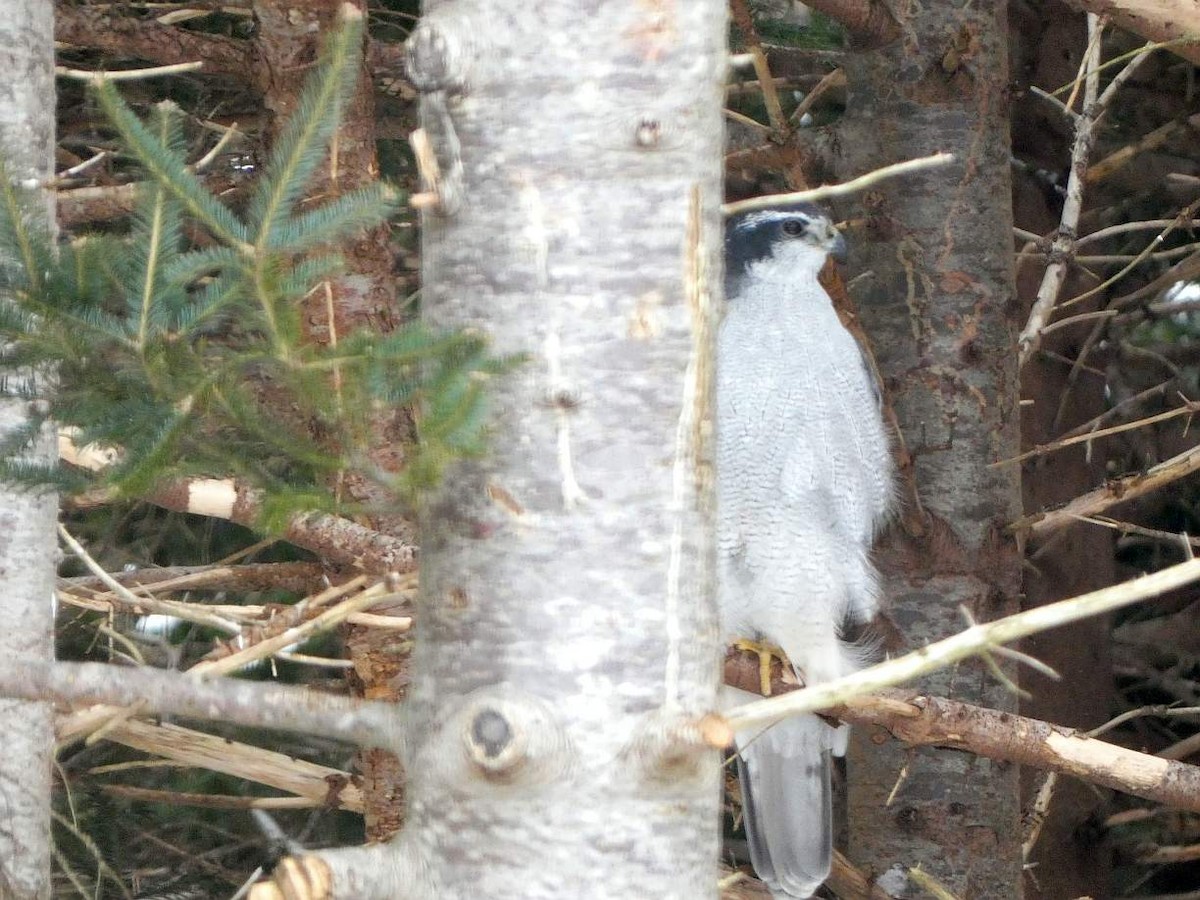 American Goshawk - ML630137111