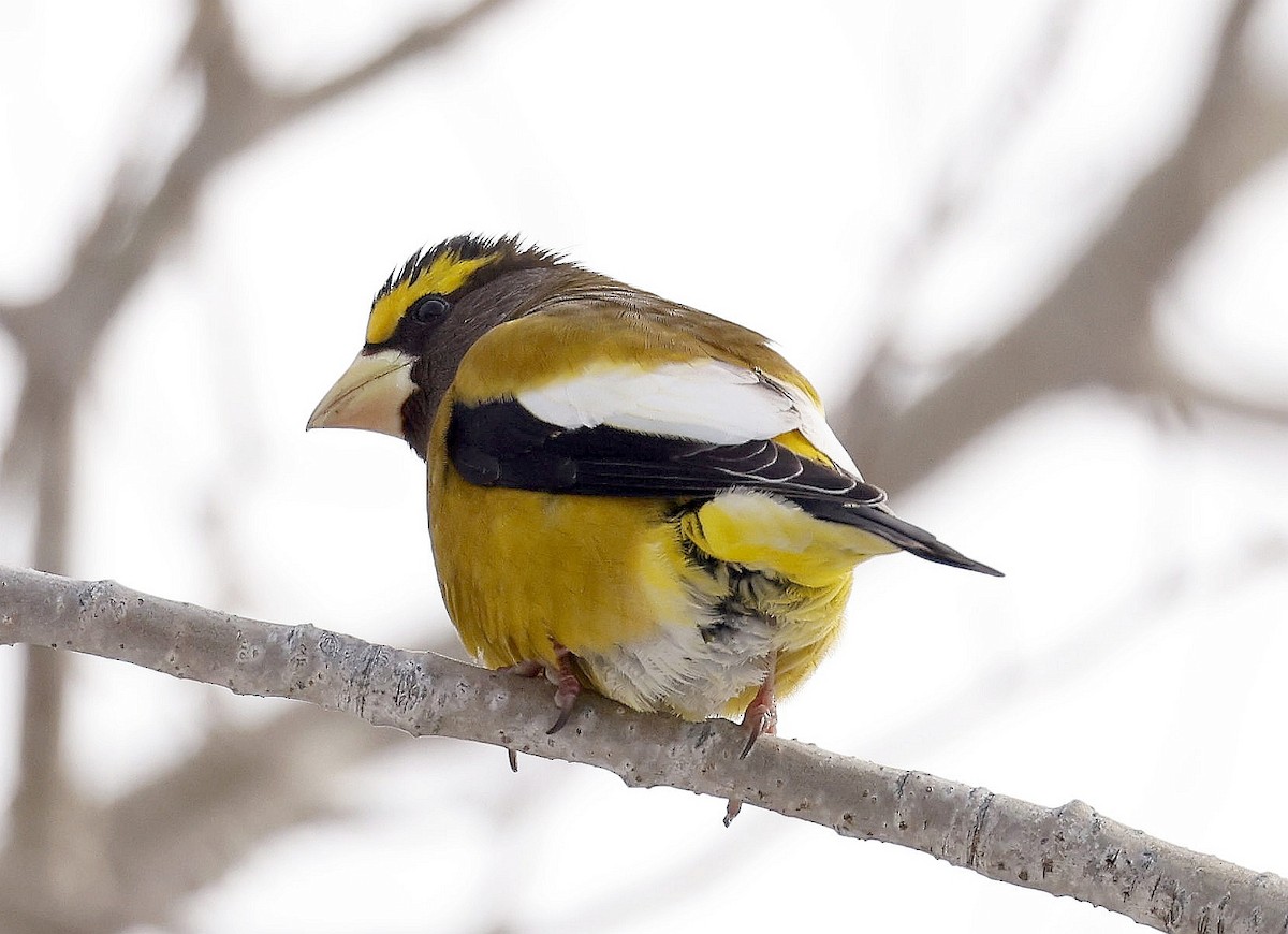 Evening Grosbeak - ML630137151