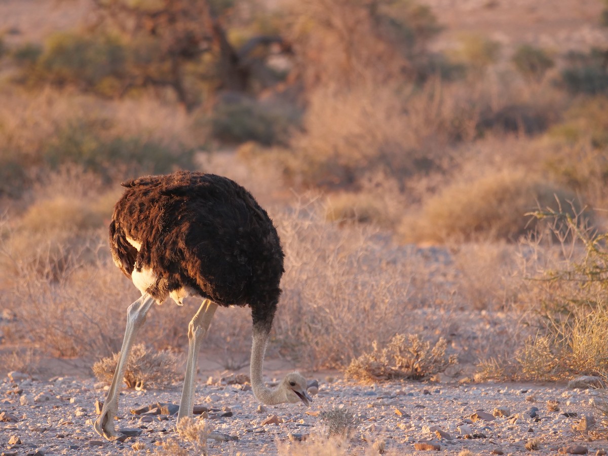 Common Ostrich - ML630137155