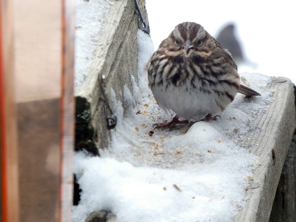 Song Sparrow - ML630137164