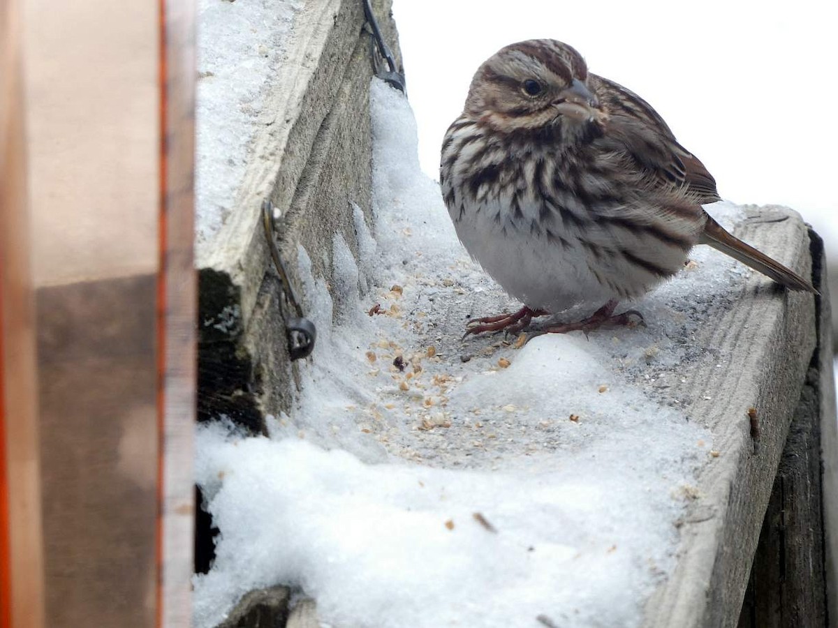 Song Sparrow - ML630137165