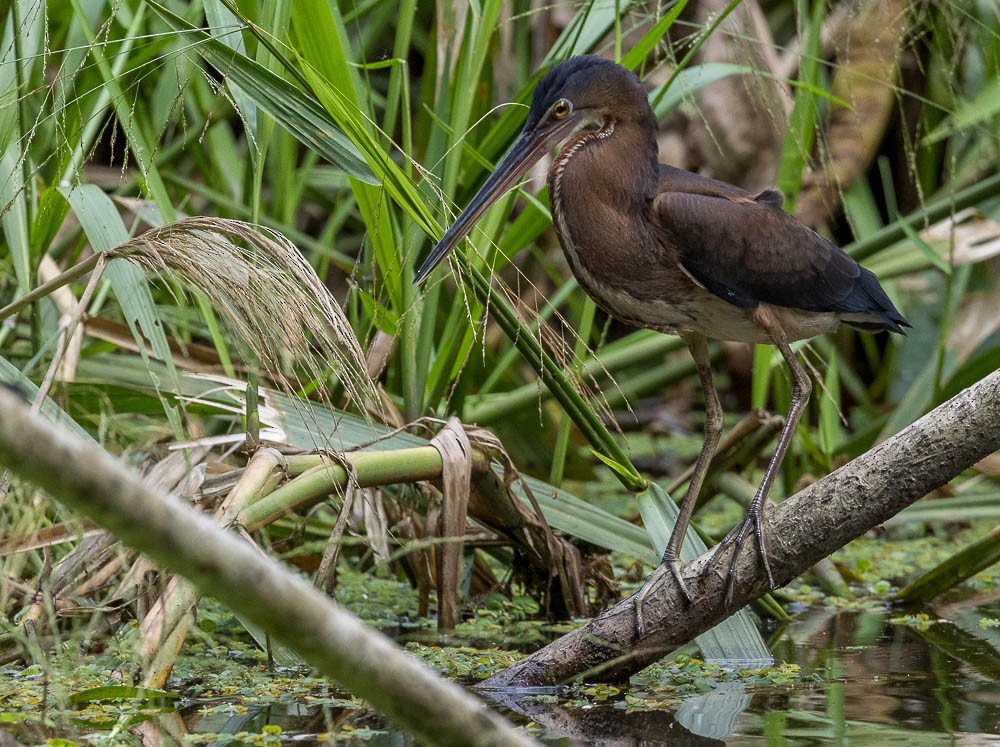 Agami Heron - ML630137243