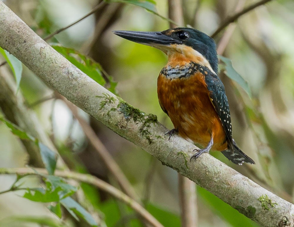 Green-and-rufous Kingfisher - ML630137252