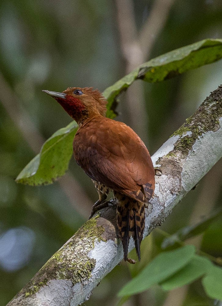 Cinnamon Woodpecker - ML630137271