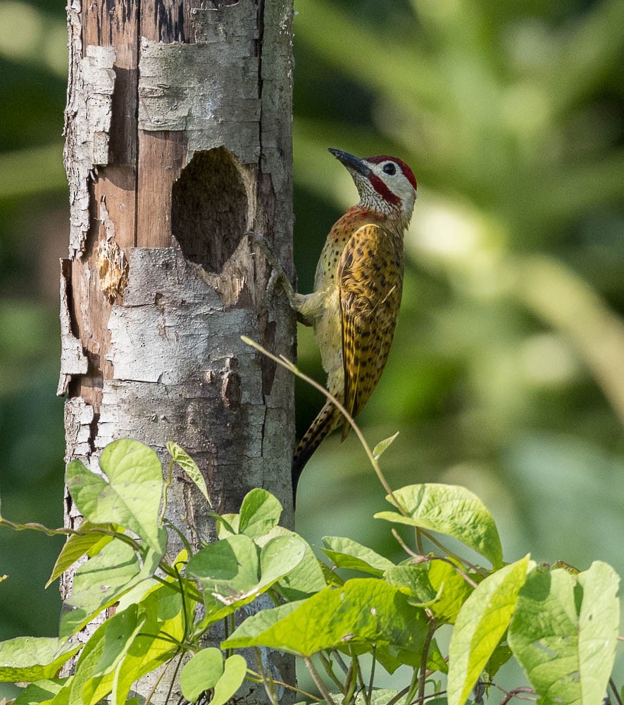 Spot-breasted Woodpecker - ML630137281