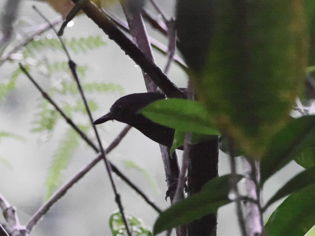 Esmeraldas Antbird - ML630137506