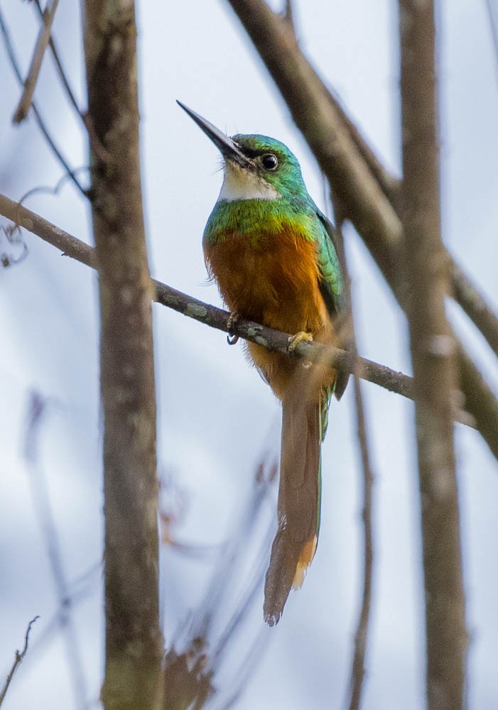 Rufous-tailed Jacamar - ML630137663