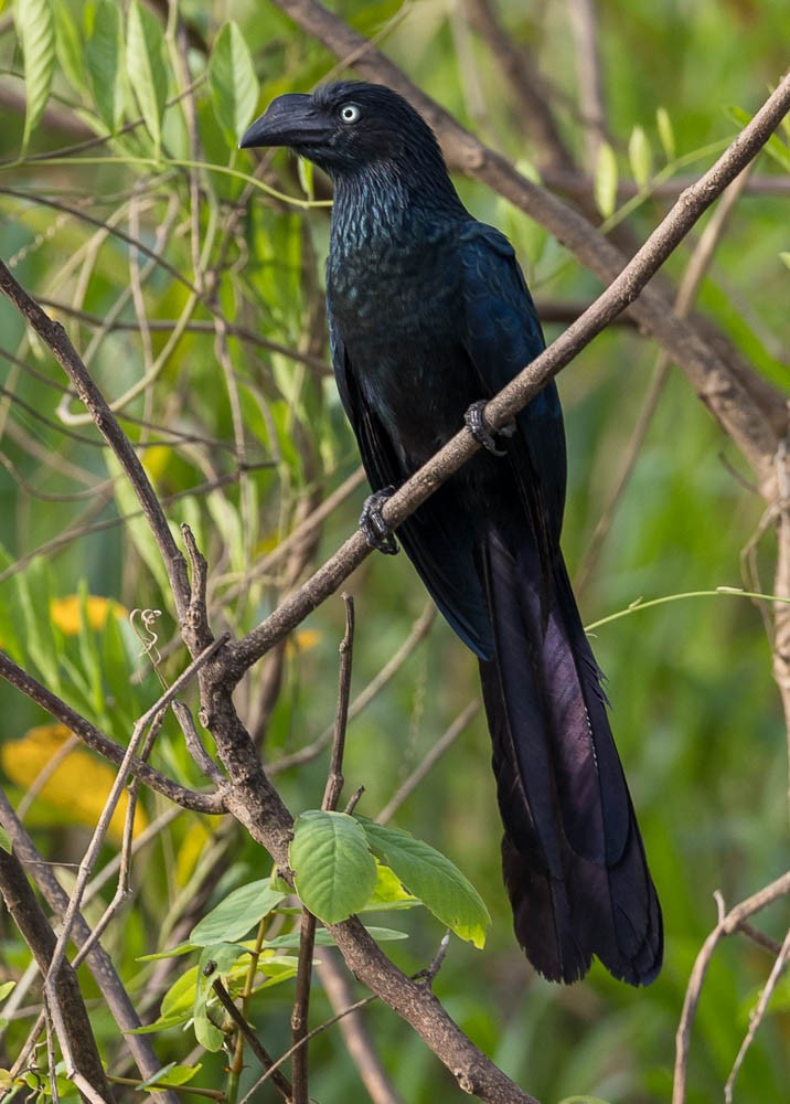 Greater Ani - ML630137779