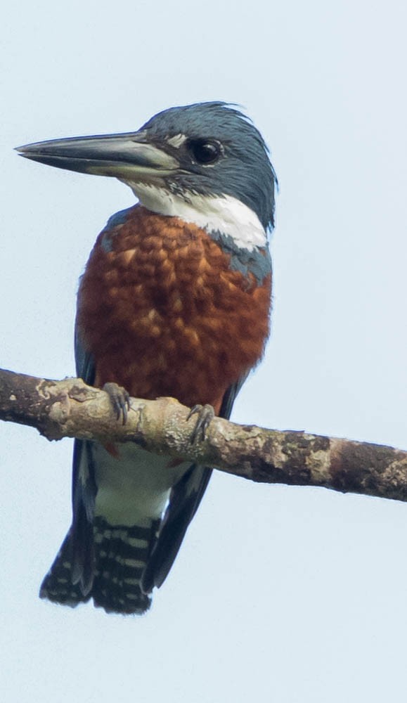 Ringed Kingfisher - ML630137796