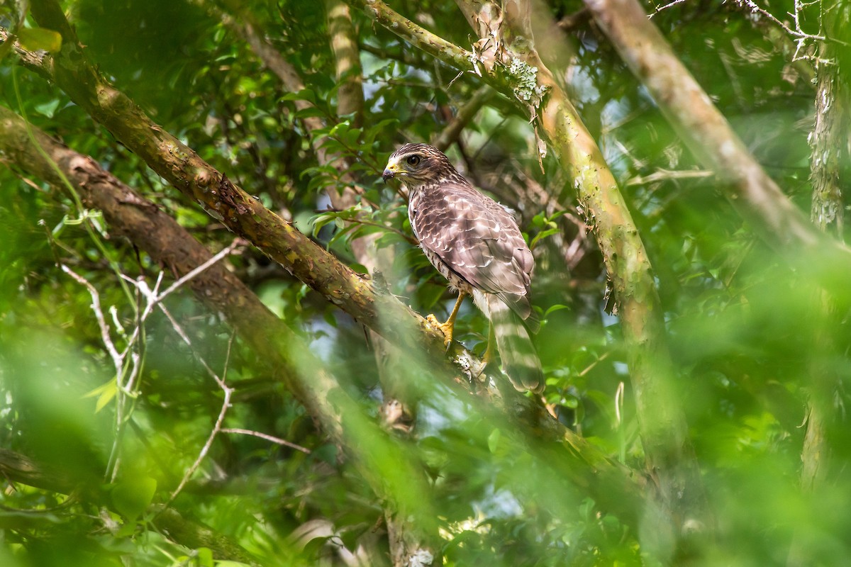 Roadside Hawk - ML63013811